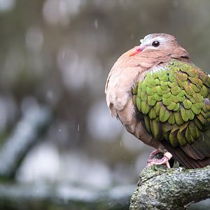 Emerald Dove, Chester, UK