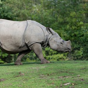 Greater One Horned Rhino, Chester, UK