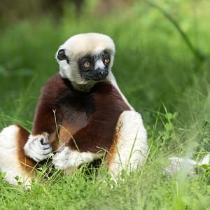 Coquerel's Sifaka, Chester, UK