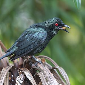 Asian Glossy Starling, Chester, UK