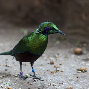 Emerald Starling, Chester, UK