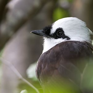 Sumatran Laughingthrush, Chester, UK