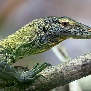 Juvenile Komodo Dragon, Chester, UK