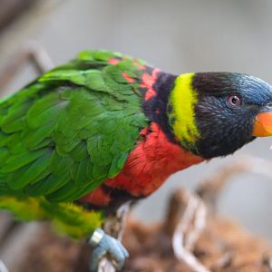 Mitchell's Lorikeet, Chester, UK