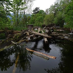 Beaver/merganser enclosure