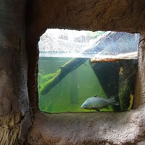 Beaver/merganser enclosure