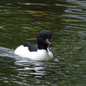 Common merganser (Mergus merganser merganser)