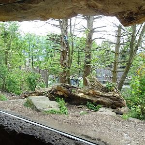 Brown bear enclosure