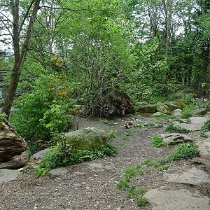 Brown bear enclosure