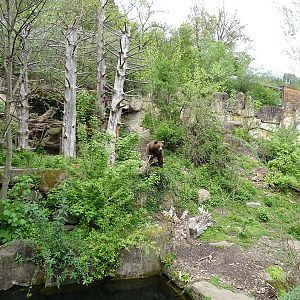 Brown bear enclosure