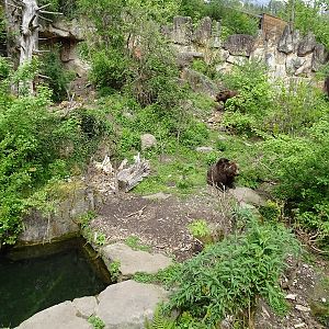 Brown bear enclosure