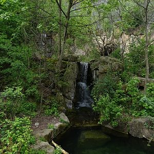 Brown bear enclosure