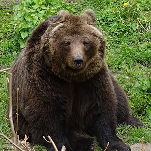 European brown bear (Ursus arctos arctos)