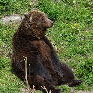European brown bear (Ursus arctos arctos)