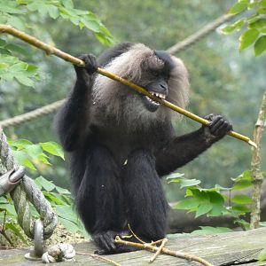Lion-Tailed Macaque