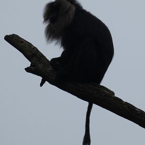 Lion-Tailed Macaque