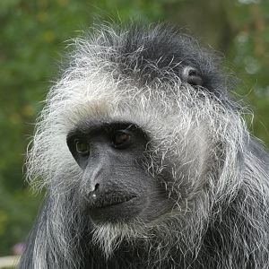 King Colobus