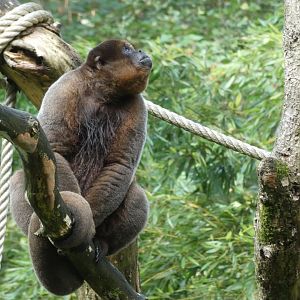 Common Woolly Monkey