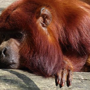 Colombian Red Howler