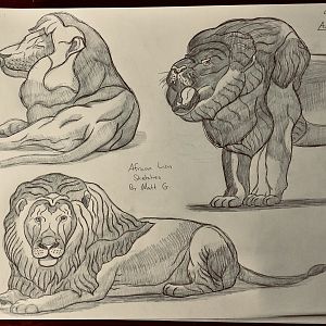 Lion Sketches