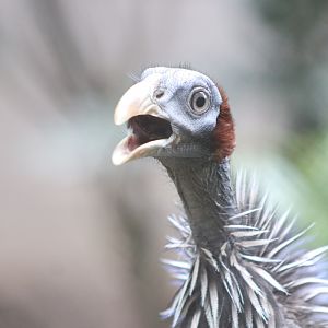 Vulturine Guineafowl (Acryllium vulturinum)