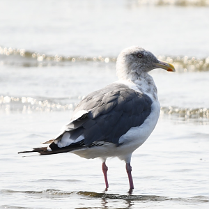 Slaty Backed Gull ~ Funabashi Sanbanze Seaside Park