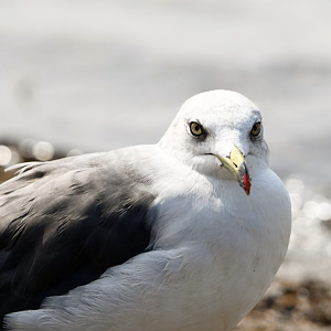 Black tailed Gull ~ Funabashi Sanbanze Seaside Park