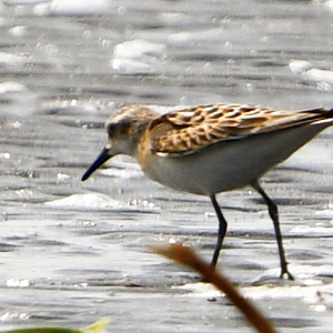 Little Stint ~ Funabashi Sanbanze Seaside Park