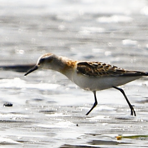 Little Stint ~ Funabashi Sanbanze Seaside Park