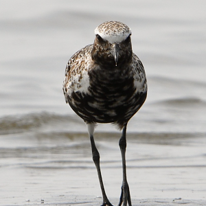 Grey Plover ~ Funabashi Sanbanze Seaside Park