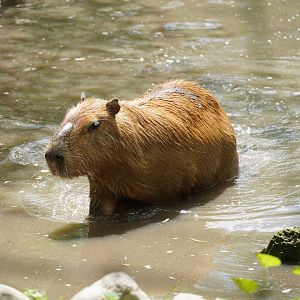 Capybara Swimming