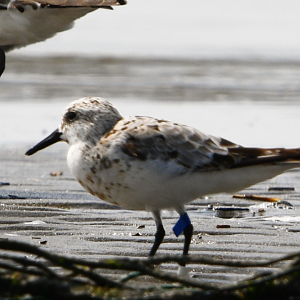 Sanderling ~ Funabashi Sanbanze Seaside Park