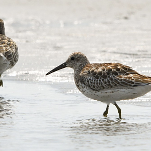 Great Knot ~ Funabashi Sanbanze Seaside Park