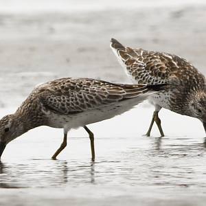 Great Knot ~ Funabashi Sanbanze Seaside Park