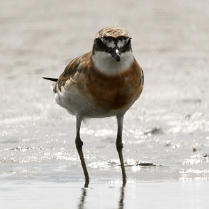 Siberian Sand Plover ~ Funabashi Sanbanze Seaside Park