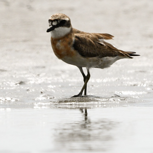 Siberian Sand Plover ~ Funabashi Sanbanze Seaside park