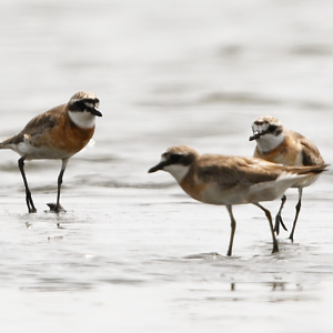 Siberian Sand Plover ~ Funabashi Sanbanze Seaside park