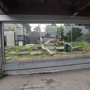 Amur Tiger exhibit- Glass viewing