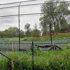 Third Amur tiger exhibit under construction