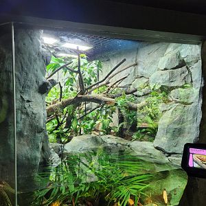 Caiman Lizard exhibit- Reptopia