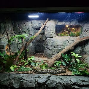 Mixed Python exhibit