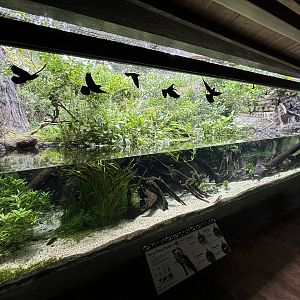 River Gems Tank - with 2 bird species