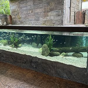 Elephant nose Fish + Eastern Bottlenose Fish Exhibit