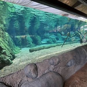 Atlantic Tarpon Exhibit