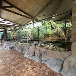 Congo River Tank