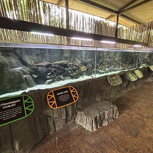 African Cichlid Tank