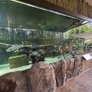 River Nile Exhibit (3 species)