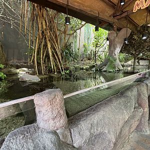 Mary River Tank (3 species)