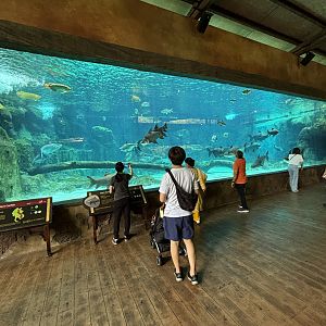 Mekong River Tank (3 species)
