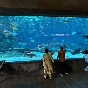 Mekong River Tank (3 species)